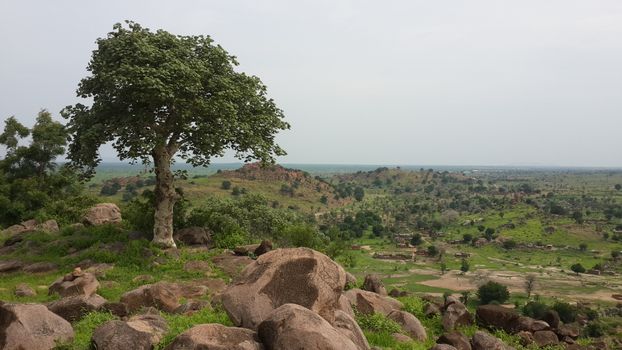 Photo De Paysage De Champ D'herbe Verte