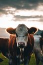 Cow behind barbed wire fence