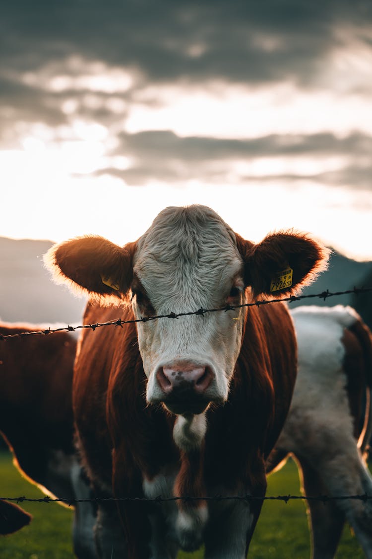 Cow Behind Barbed Wire Fence