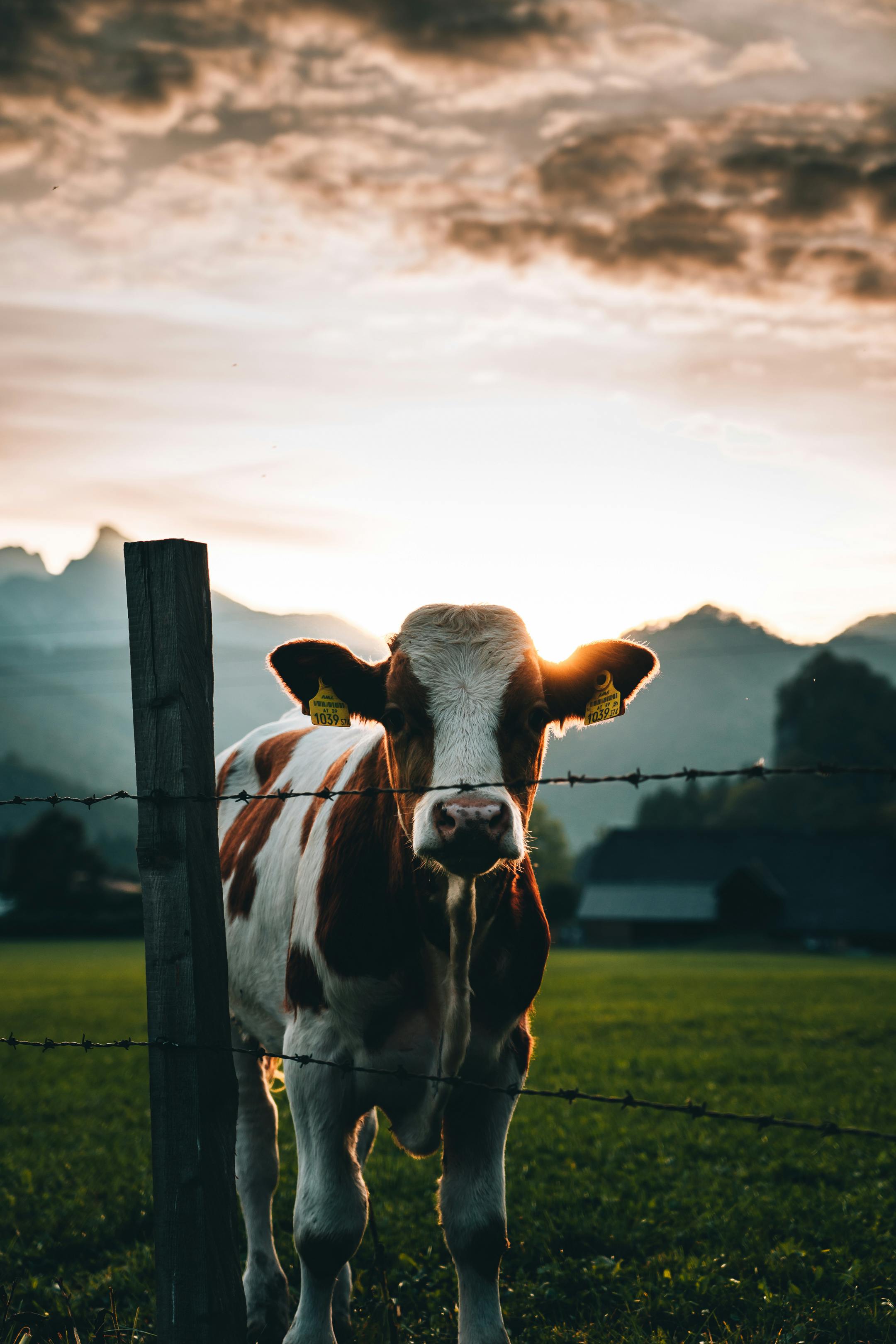 Download Majestic Cow in Green Pasture  iPhone Wallpaper Wallpaper   Wallpaperscom