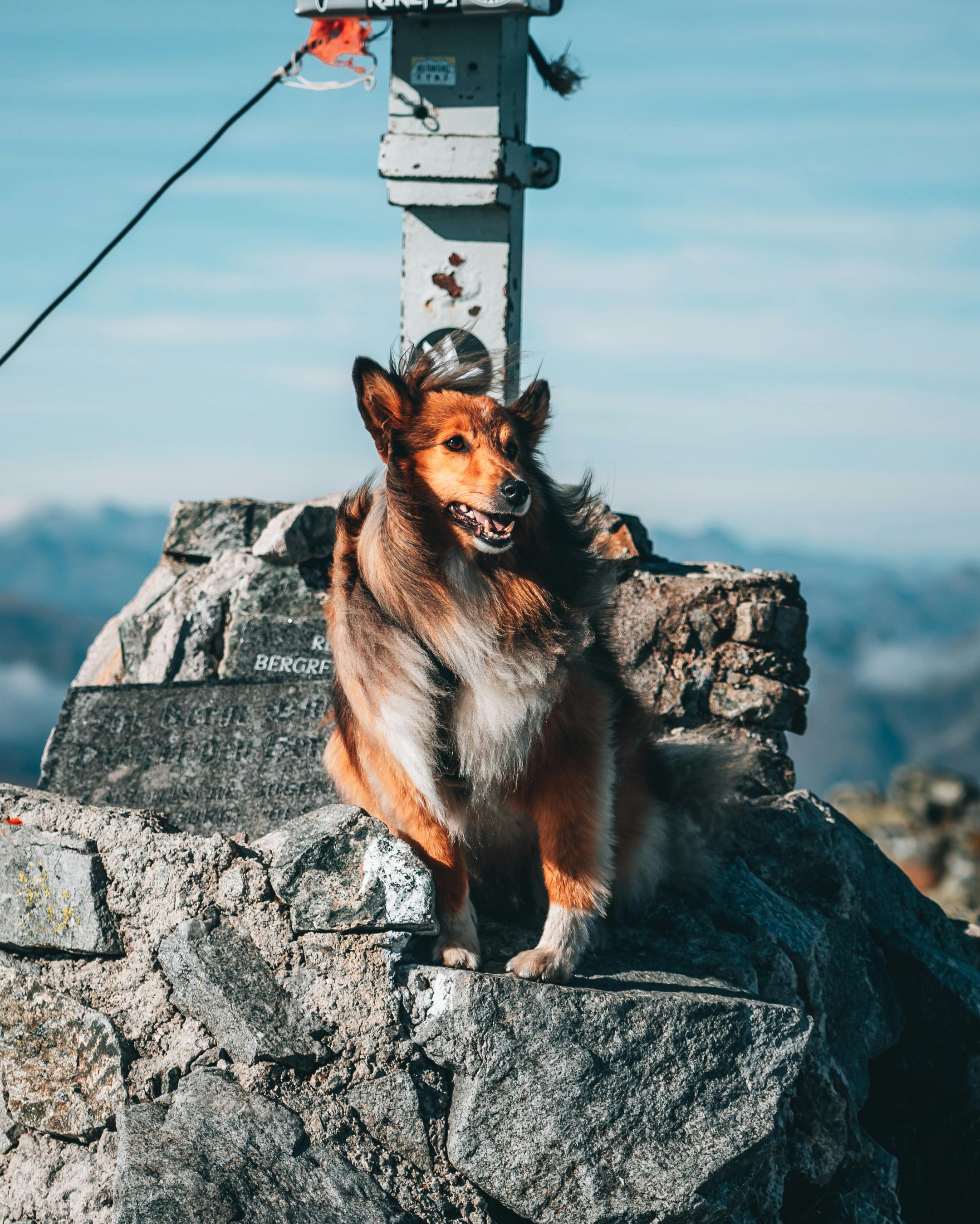 long coated dog on gray rock