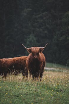 Brown Highland cattle standing in a vibrant meadow, surrounded by nature's tranquility.