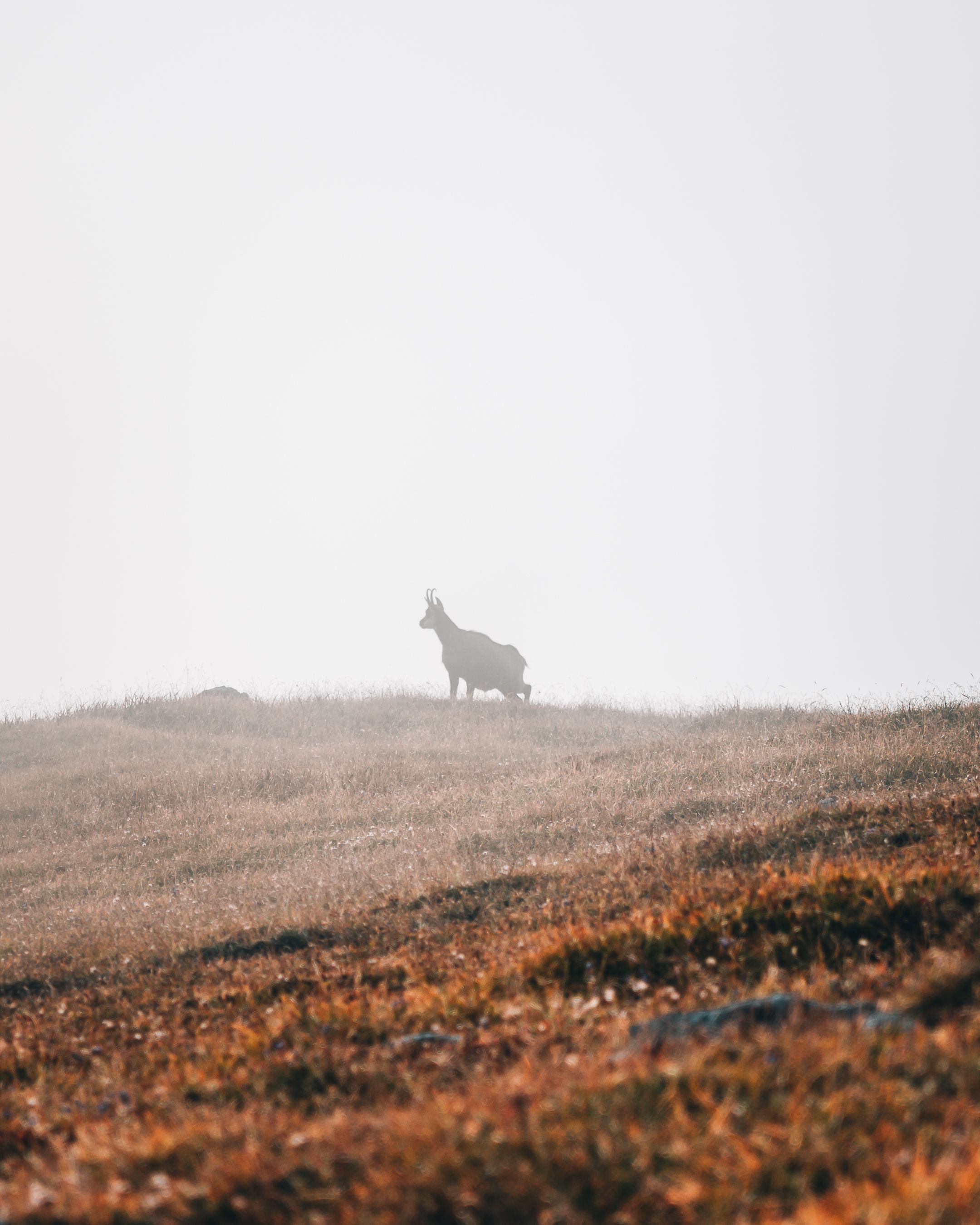 A lone chamois stands on a misty hillside, captured in a foggy, serene landscape.