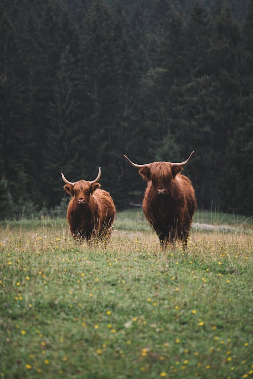 Immagine gratuita di animale, animali allo stato selvatico, bovini dell'altopiano