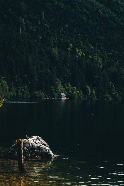 Fotos de stock gratuitas de a orillas del lago, arboles coniferos, lado de la montaña