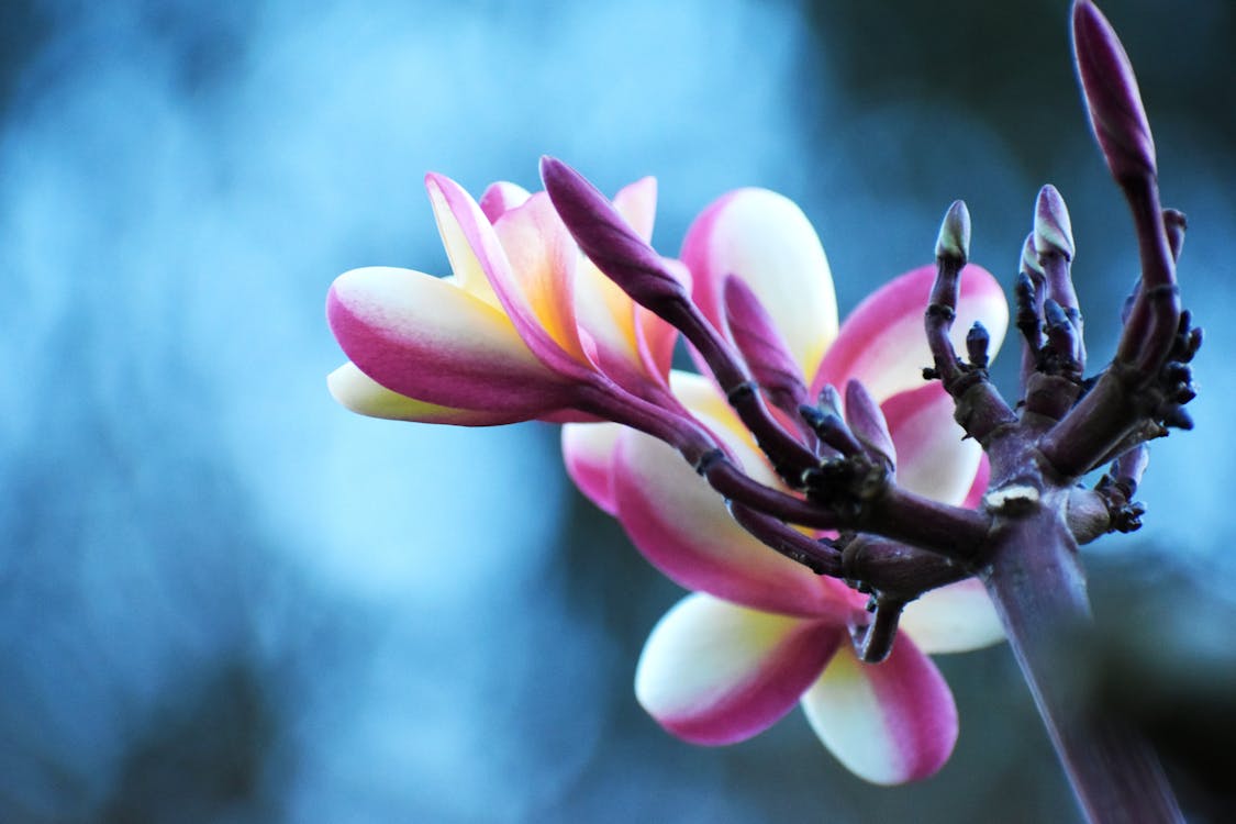 White and Purple Petaled Flowers