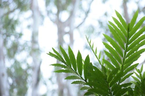 Free Selective Focus Photography of Green Leaf Stock Photo