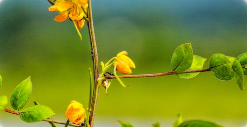 Foto stok gratis bunga-bunga indah, daun hijau, hijau abadi