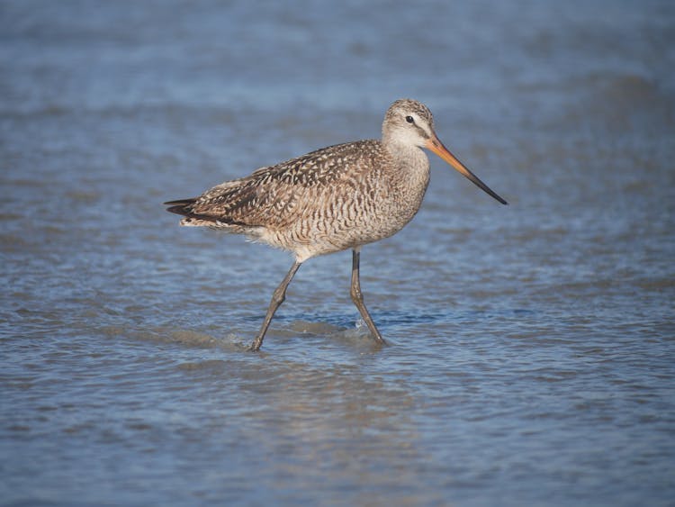 Shorebird Walking In Water