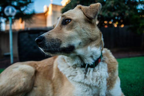 Cerrar Foto De Perro Marrón Y Blanco