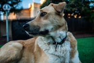 一只毛茸茸的狗在户外闲逛的特写肖像