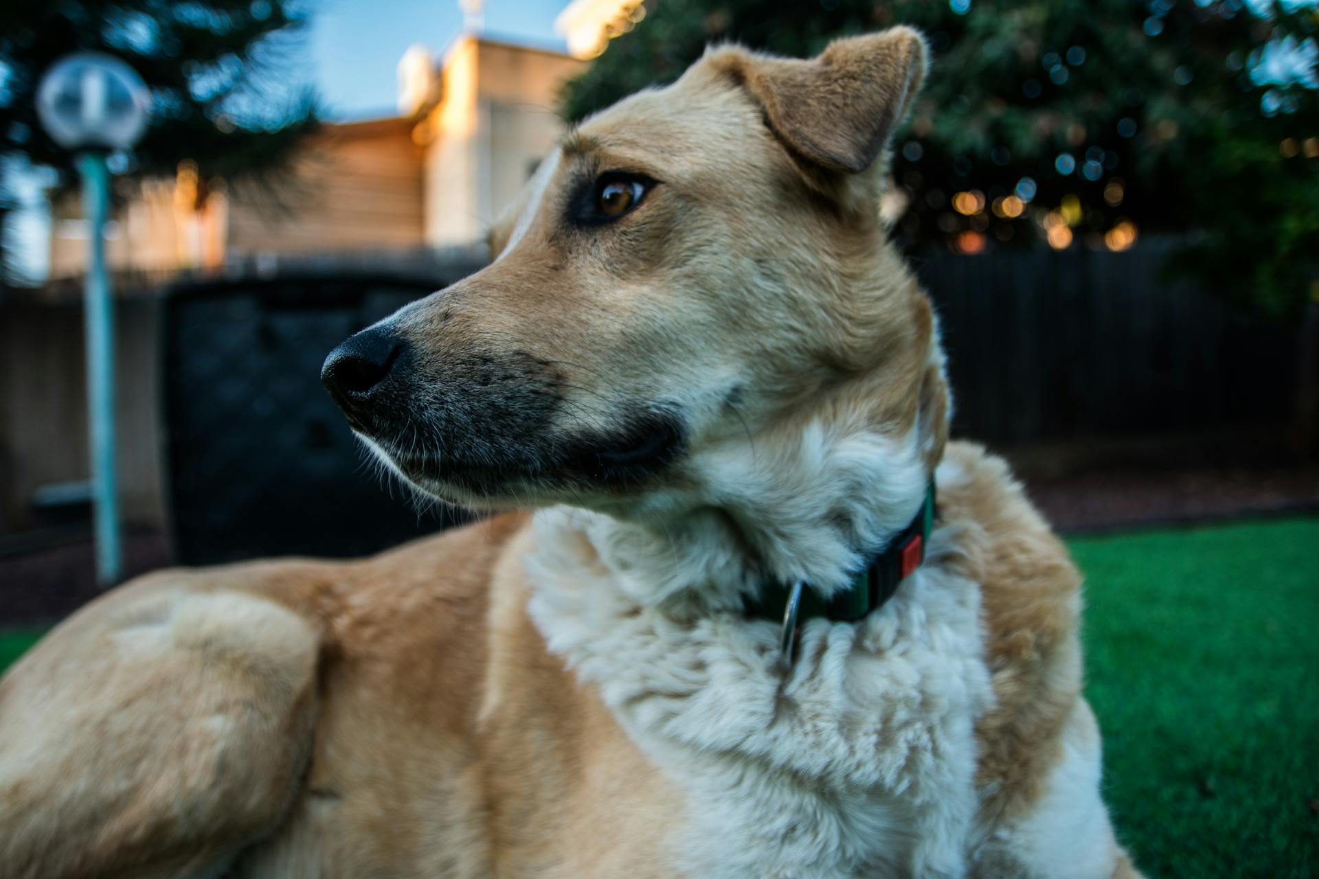 Närbilder av brun och vit hund