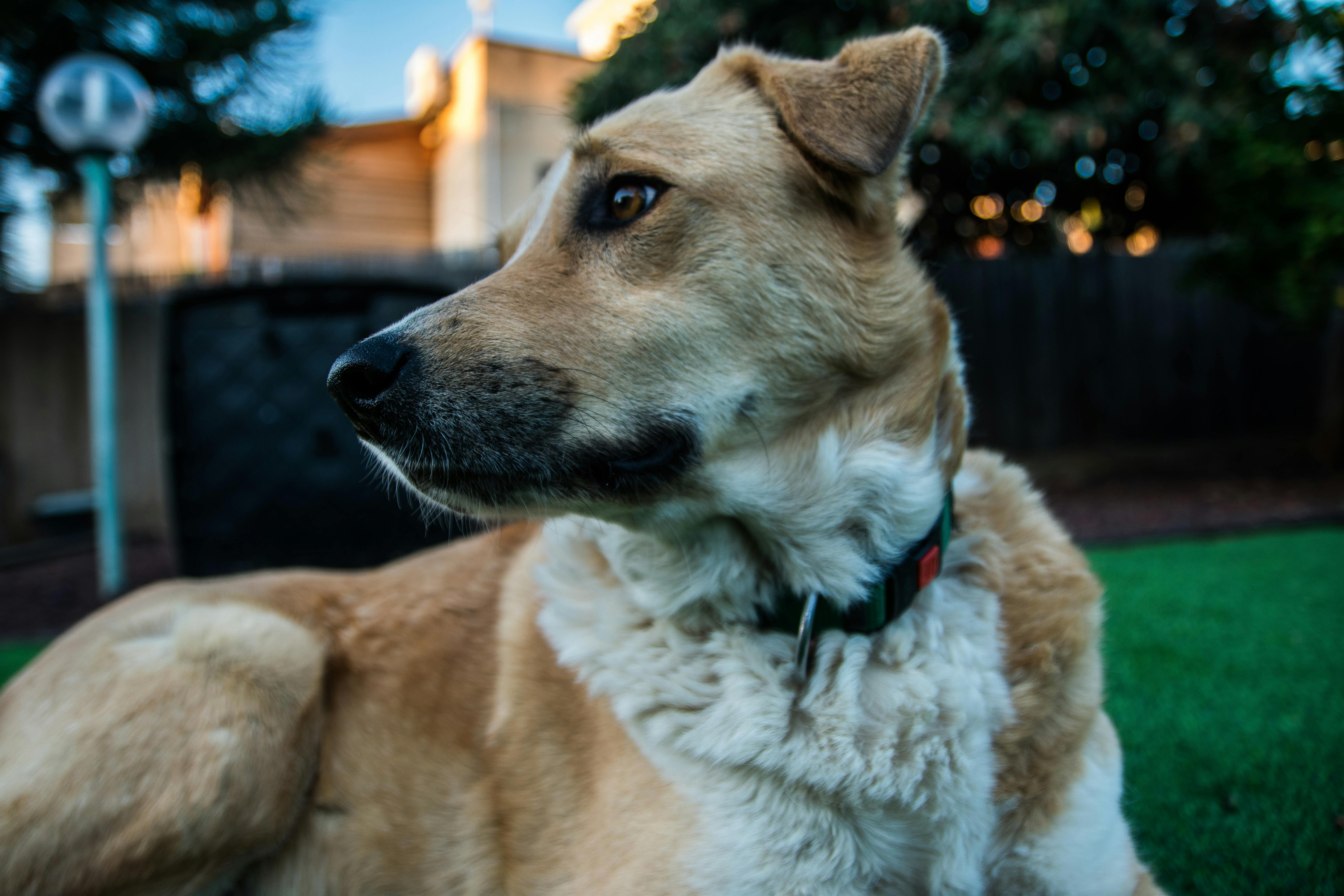 Free stock photo of anak anjing, anjing, belum tua