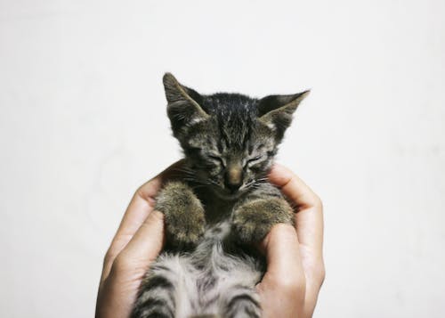 бесплатная Человек, держащий серебряного котенка Стоковое фото