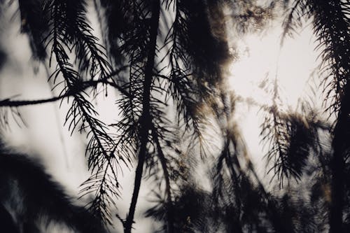 Silhouettes of Pine Tree Branches with Leaves