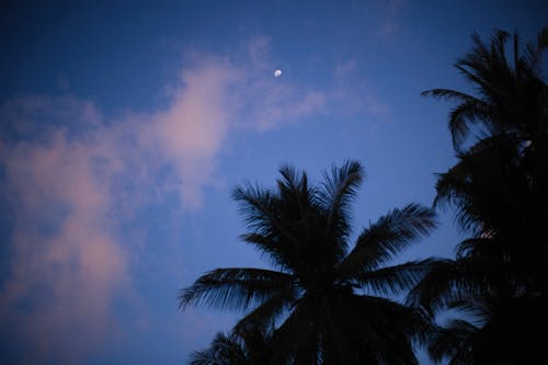 Bezpłatne Darmowe zdjęcie z galerii z białe chmury, błękitne niebo, liście palmowe Zdjęcie z galerii