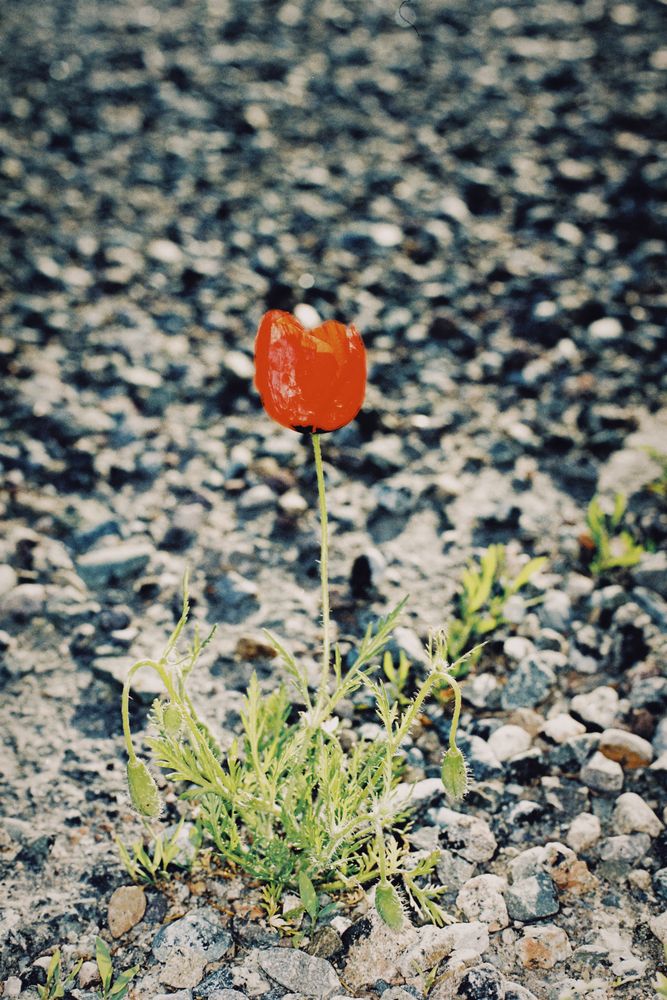 Rough Poppy Photos, Download The BEST Free Rough Poppy Stock Photos ...