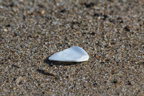 Free stock photo of beach, sand, sea shells