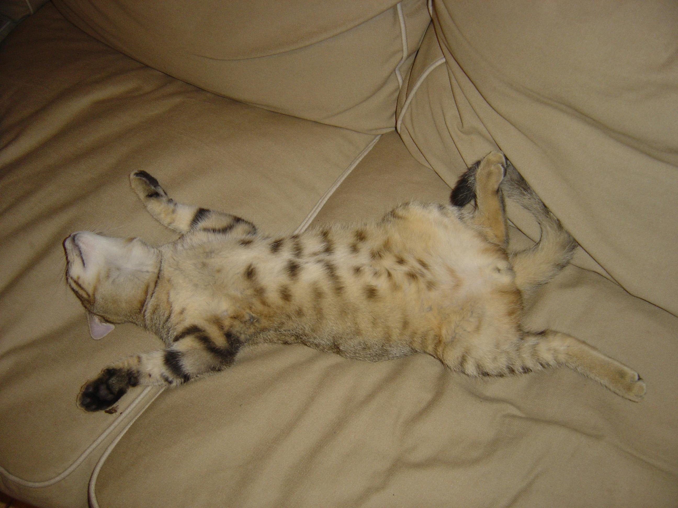 Free stock photo of asleep, cat, cat on the sofa