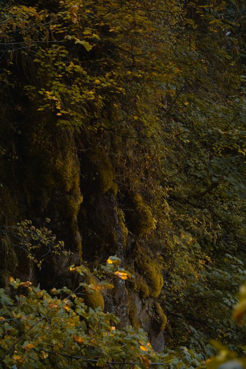 Free Tranquil forest scene featuring a moss-covered cliff surrounded by lush green foliage. Stock Photo