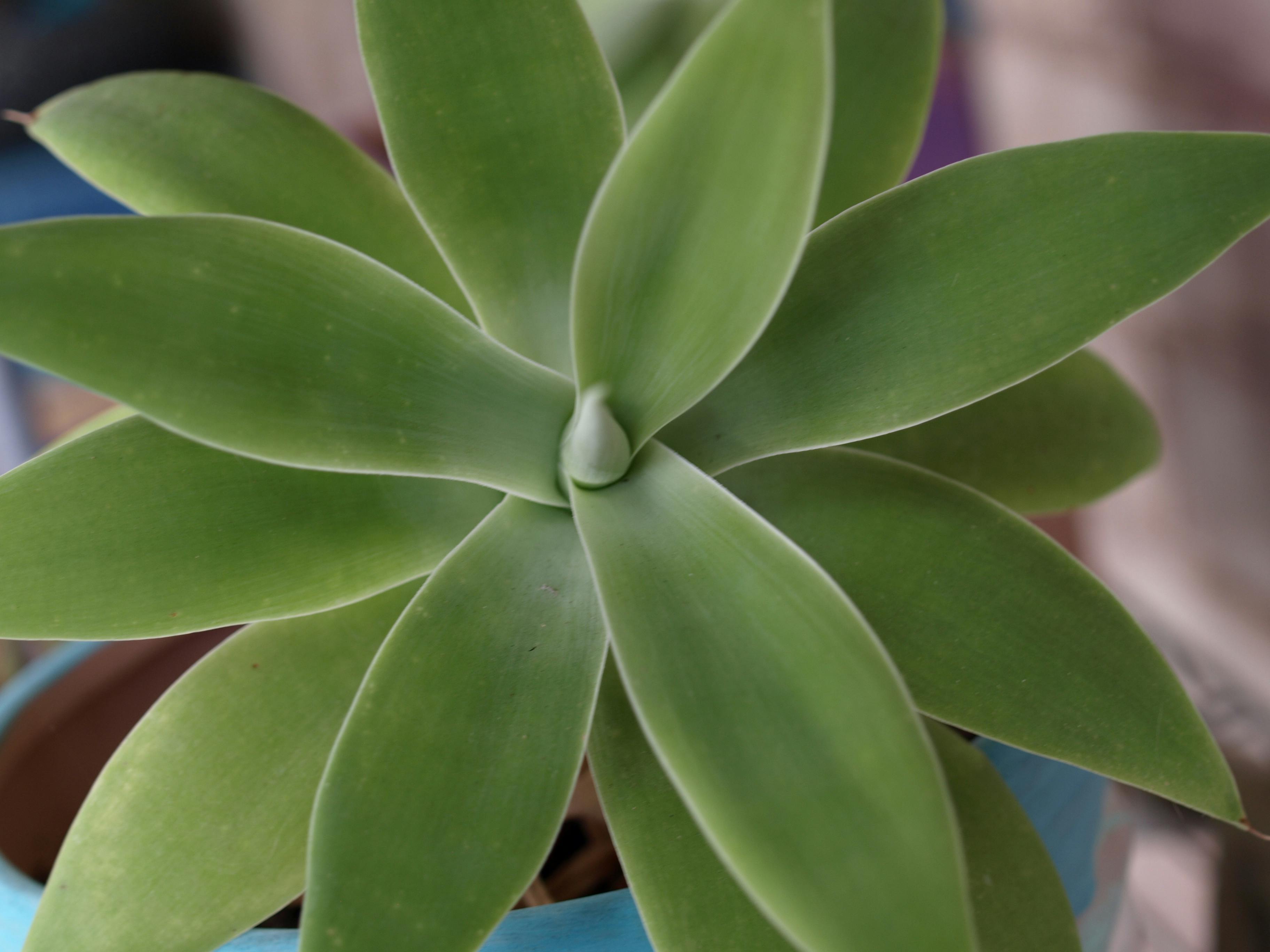 Free stock photo of succulent, symmetric, symmetrical