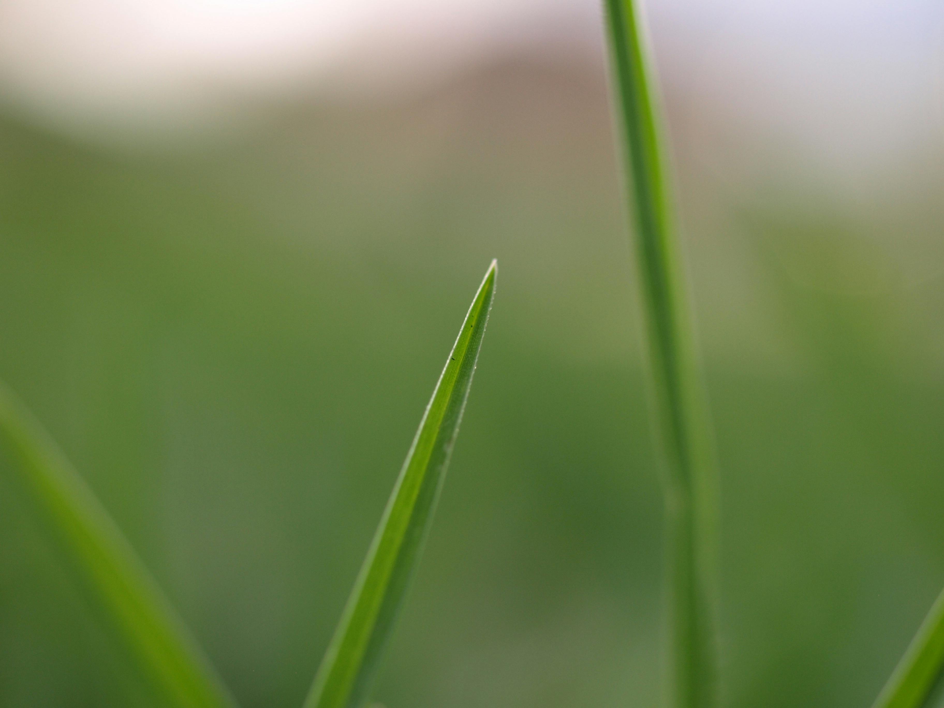 Free stock photo of blade of grass, dry grass, grass