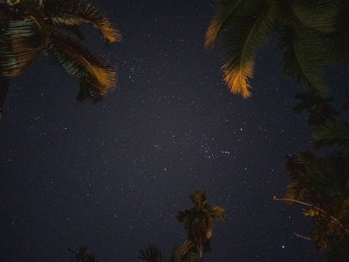 Green Palm Trees Under the Night Sky 