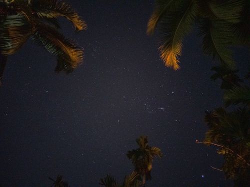Free A breathtaking view of the starry night sky framed by palm trees in Sri Lanka. Stock Photo