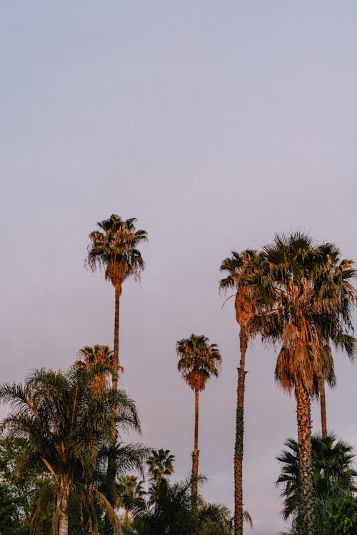 Photograph of Tall Palm Trees with Green Leaves