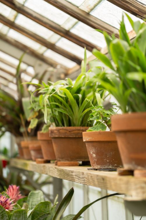Free Vibrant potted plants in a greenhouse, showcasing lush greenery with a shallow depth of field. Stock Photo