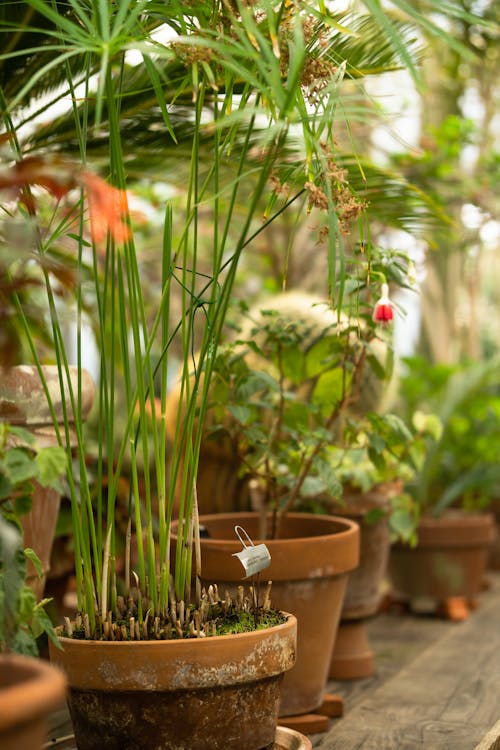 Ilmainen kuvapankkikuva tunnisteilla kasvikunta, kasvit, kattilat