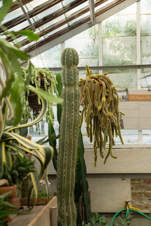 Free Cactus Plants on the Garden Stock Photo