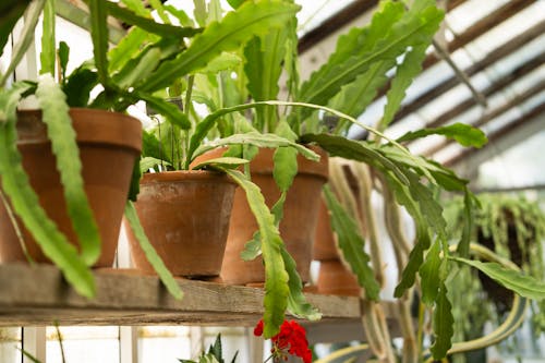 Close-Up Shot of Potted Plants
