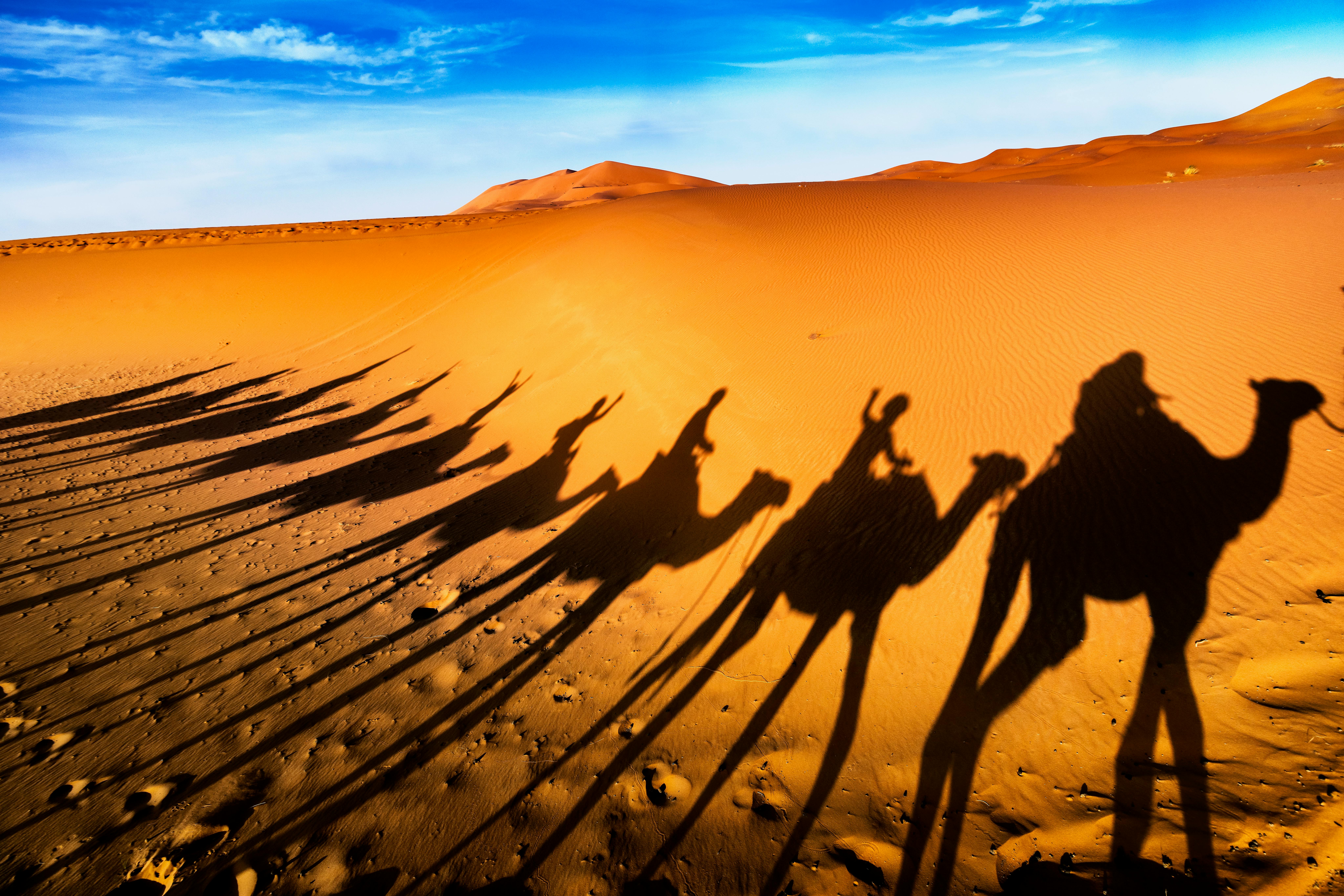 Tour 4 Giorni Marocco – Carovana di cammelli al tramonto sulle dune del Sahara
