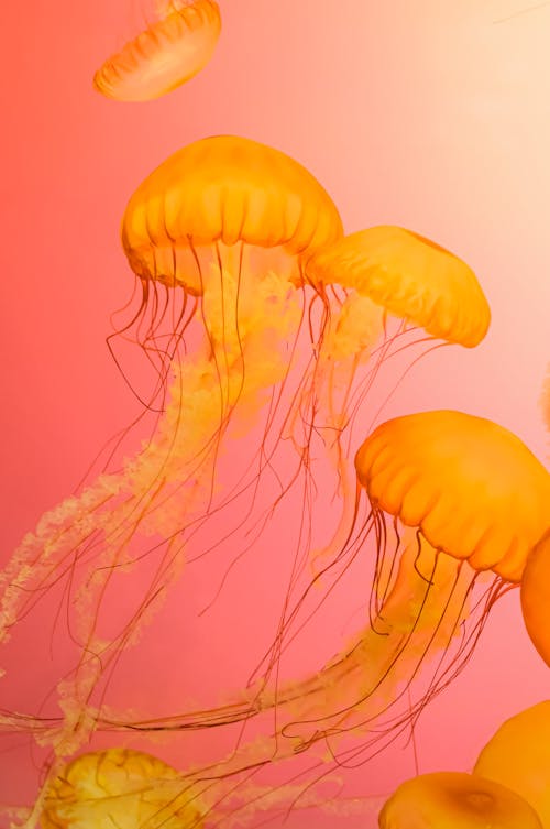 Close-Up Photograph of Orange Jellyfish