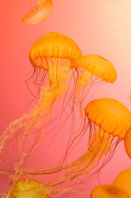 Bright orange jellyfish gracefully swimming in colorful underwater scene.