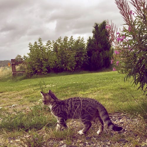 คลังภาพถ่ายฟรี ของ katt, wara, แมว
