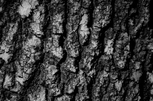 Free Detailed black and white close-up of textured tree bark, revealing natural patterns. Stock Photo