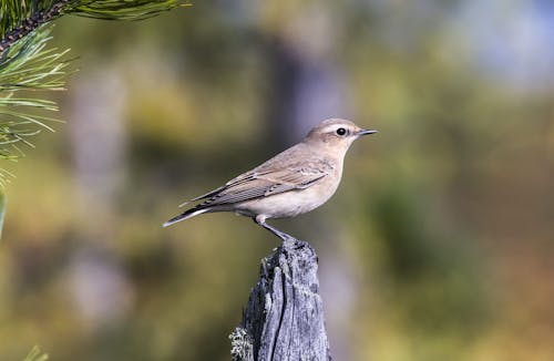 Selective Focus Photograph of a Northern Wheatear Bird