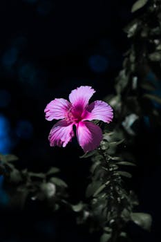 Close-up of a pink hibiscus on blurred dark background, showcasing nature's vivid beauty.