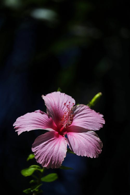 Pink Hibiscus in Bloom