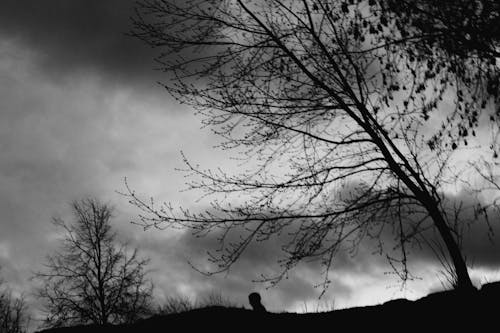 Grayscale Photo of Trees under Gloomy Sky