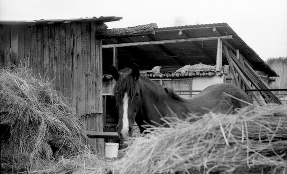 Grayscale image of a horse near a rustic farm structure with hay.