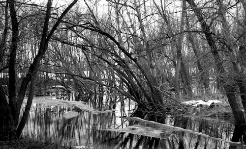 Бесплатное стоковое фото с black amp white, water, безлистные деревья