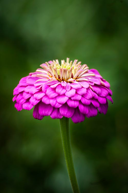 Free Beautiful close-up of a vibrant pink zinnia flower against a lush green backdrop. Stock Photo