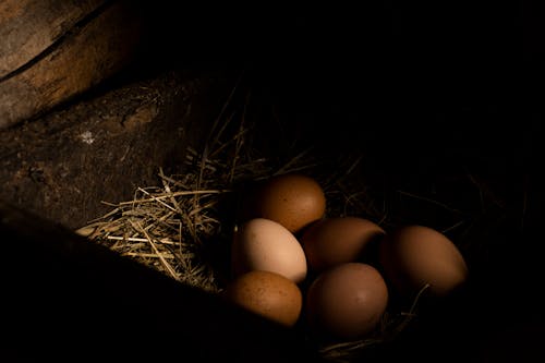 Close-Up Shot of Eggs on a Nest