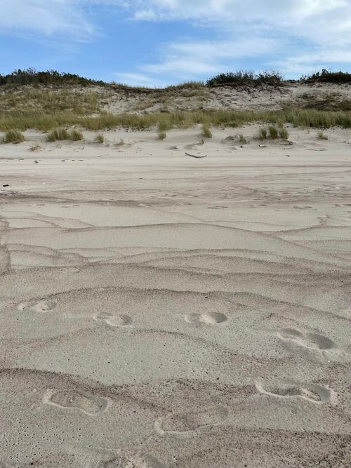 Free Footprints leading through sandy beach dunes under clear skies. Stock Photo
