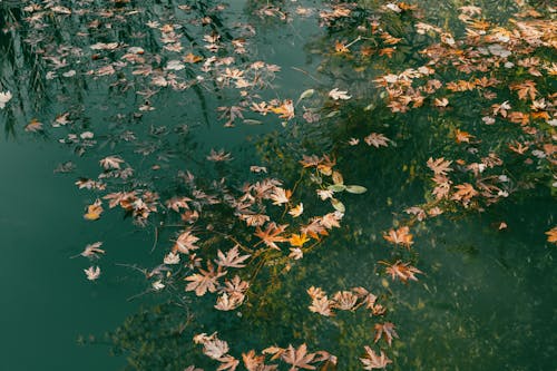 Free Photo of Maple Leaves Floating on Water Stock Photo