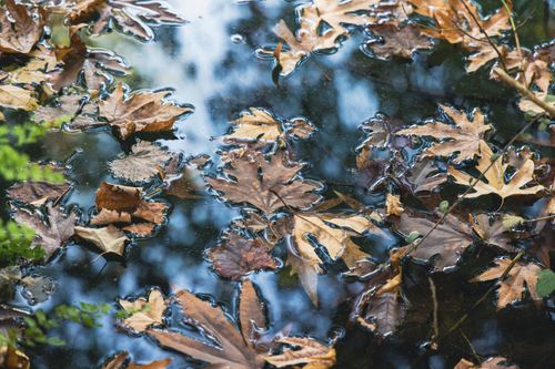 Free Close-up of autumn leaves floating on a calm pond, offering a serene reflection of nature's beauty. Stock Photo