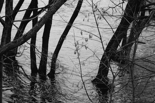 Безкоштовне стокове фото на тему «водойма, впритул, дерева»